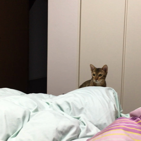 薬増量してリンパの腫れが消えたの画像