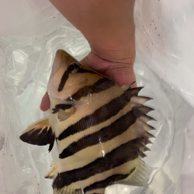 新年1発目の発送ラッシュ！！の画像