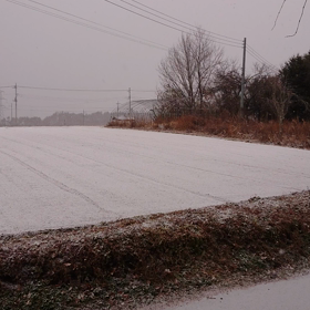 本格的な雪です((o(^∇^)o))の画像