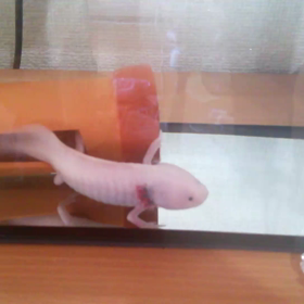 今朝のウパさんの画像