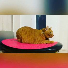 ダイエットに夢中な我が家の猫♡（動画付き♪）の画像