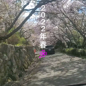 桜の画像