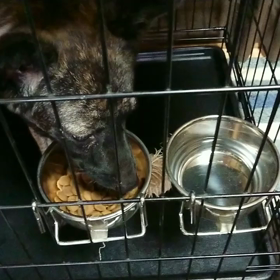 野犬の子犬だった我が家にきての画像