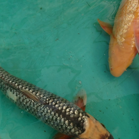 コレに決めたwの画像