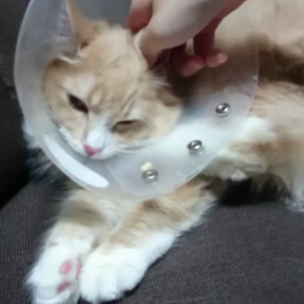 ミルナのエリカラ時代の画像