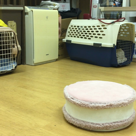 姫子編。の画像