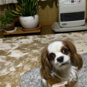 お礼のお礼が届きましたの画像