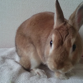 みーちゃんのダンシングー(´∇｀)の画像