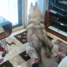 はしゃぐチョビ（やらせ）の画像