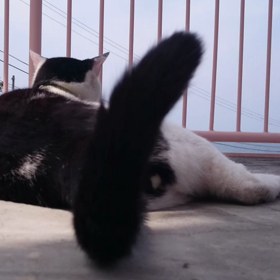 「今日のロクちゃん！」 ～ごーるでんうぃーく？ しらないよっ～の画像