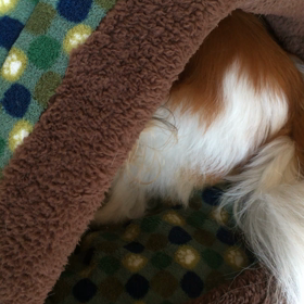 犬のいびきの画像