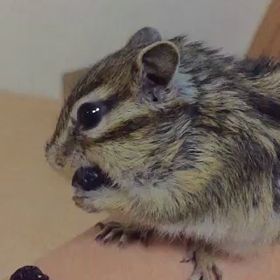 気になるお年頃の画像