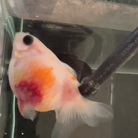 異変発見から6日の画像