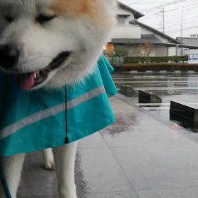 今朝は雨☔‼️あっ～ダラダラ散歩か⁉️と思いきや、飼い主の前に行かず勝手に止まらない脚側歩行貫徹の画像