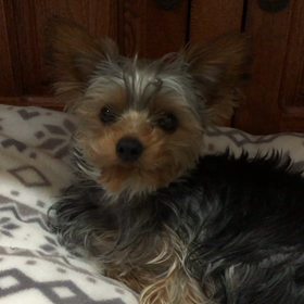 犬の散歩の画像