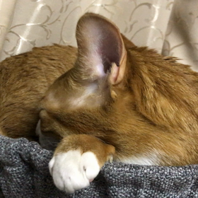 にゃんこと会話成立の画像