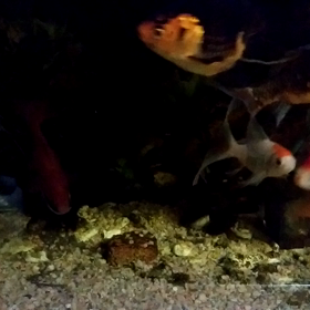 今シーズン　屋内飼育編の画像