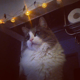 クリスマス☆の画像