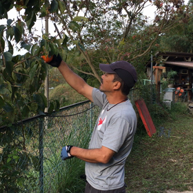 桃栗三年柿八年の画像