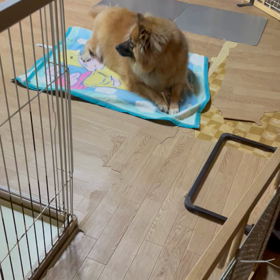 うまうまの画像