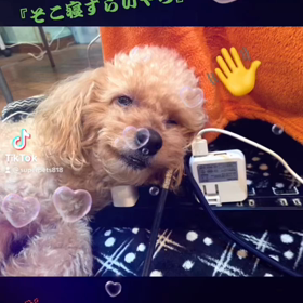 ペッタムダンスのリズムがクセになる♪愛犬✖︎TikTokの画像