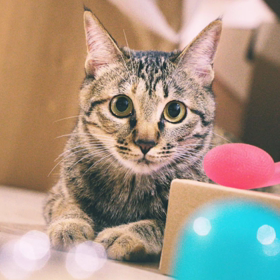 Shima散歩Tokyo愛おしき世界のネコちゃんセレクションの画像