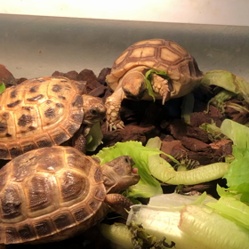 リクガメのお食事風景を紹介しますの画像
