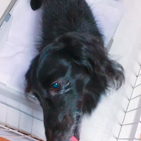 やっとお迎えの画像