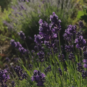 フォレストウィンドの庭2018の画像