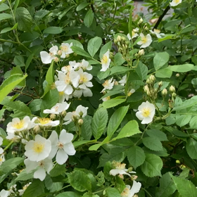”毎日がわからない。”今も変わらぬ日々。の画像