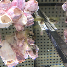 癒されるの画像