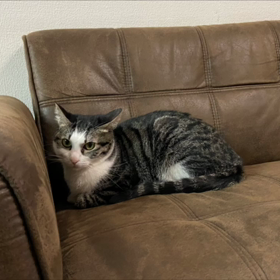 子供の頃、やっていて良かった習い事を教えて！の画像