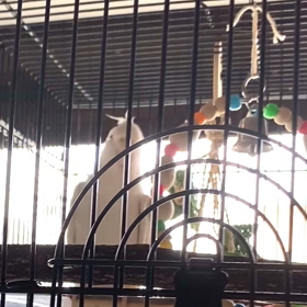 自分の寝言で起きるピッチーと少しずつ元気になっているシロの画像