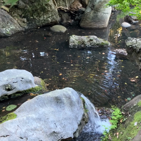 散歩写真の画像