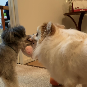 余裕のまめ太の画像