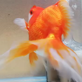 カイの冒険(飯田琉金☆動画)の画像