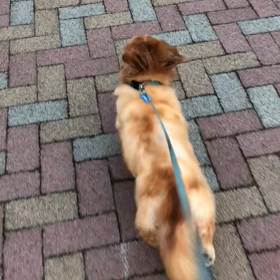 早朝のお散歩と娘からの家計費。の画像