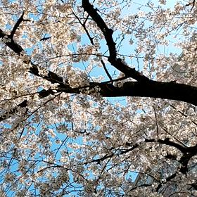 朝は朝でもの画像