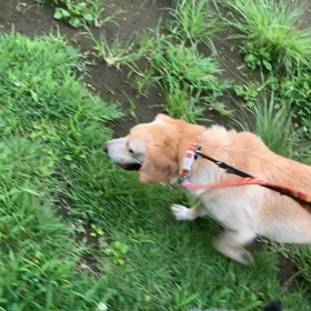 7月31日10わんこと2時間遠足　代々木公園表参道の画像