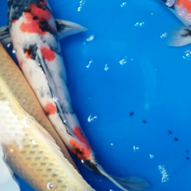 大きな親切ｗの画像