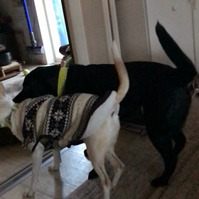 指摘されたぁの画像