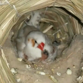 1/16今日のひとコマn[◎]ｺω・｀） ●RECの画像