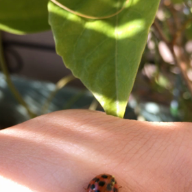 来客あり。の画像