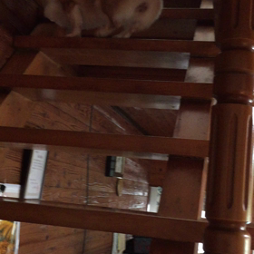 急遽長崎に帰省してきました。の画像