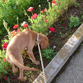 あさんぽの画像