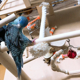 サザナミインコを懐かせる方法の画像