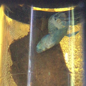 貴重‼️ハワディ脱皮を動画で‼️の画像