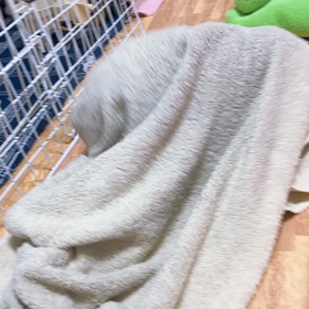 マイブームの画像