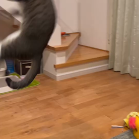 チーゴリラのエクササイズの画像