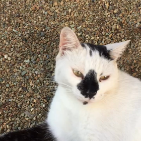 ハナクロは癒しの存在の画像